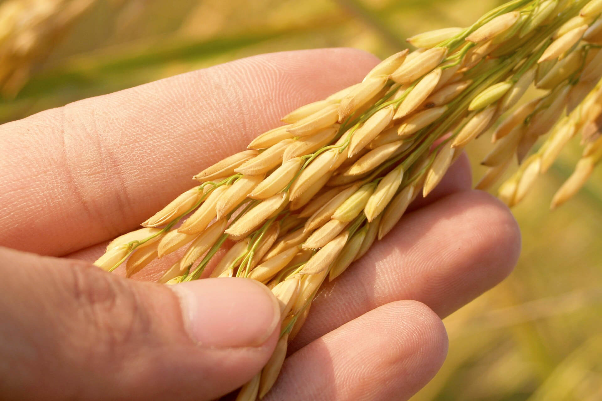 agricoltura-s