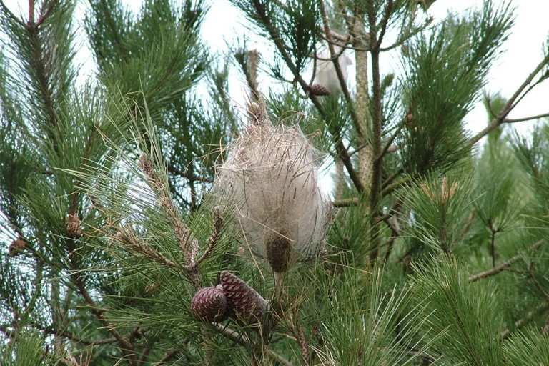 processionaria-del-pino